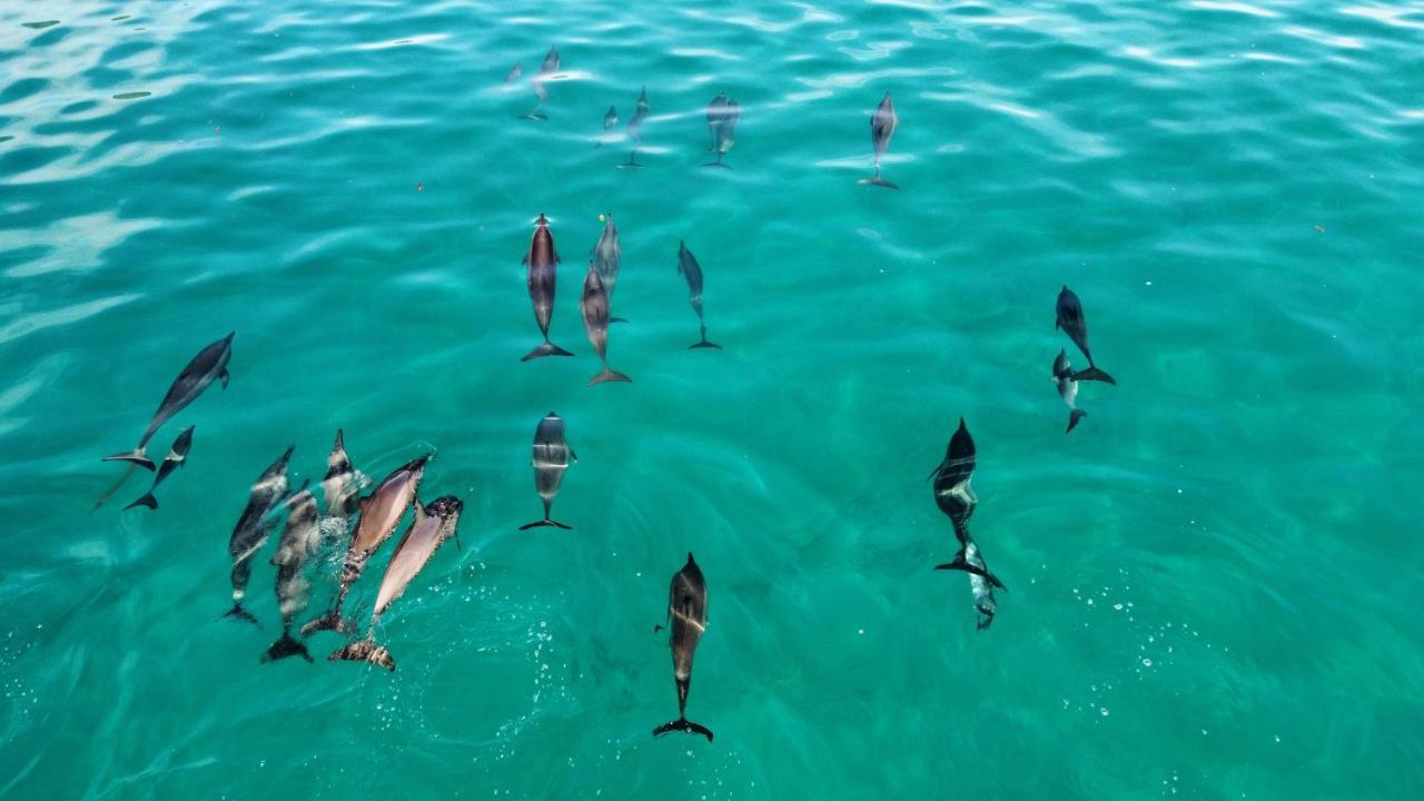 Superbe Bord De Mer, Acces Lagon Et Piscine Privee Paea Eksteriør billede